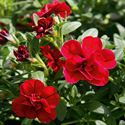 Afbeelding van Calibrachoa double P12 Red